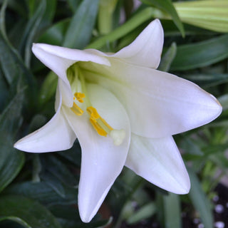Floral Easter Lily