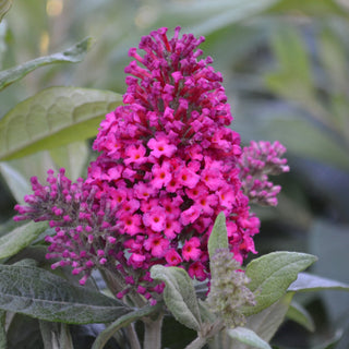 First Editions® Buddleia Assorted