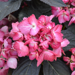 First Editions® Eclipse® Hydrangea