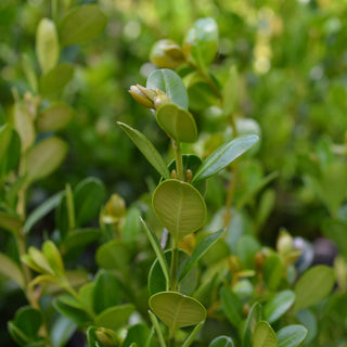 Wintergreen Boxwood