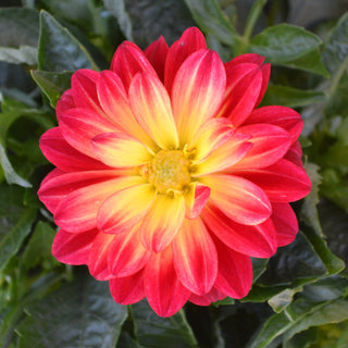 Dahlia Assorted