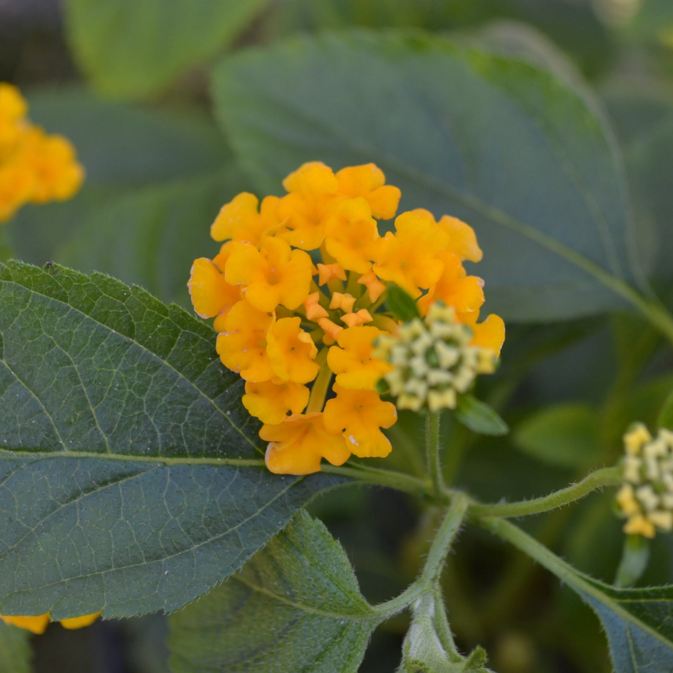 Bandito Gold Lantana – Panhandle Palm & Rock