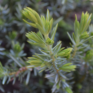Blue Pacific Juniper