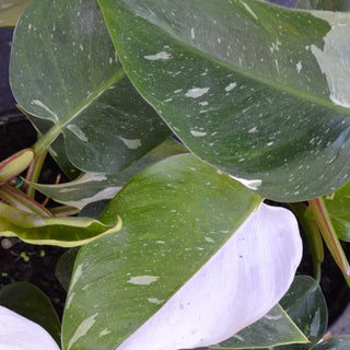 White Philodendron
