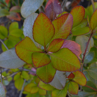 Indian Hawthorn