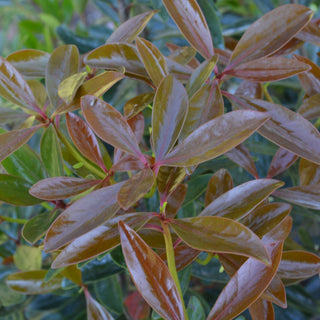 Cleyera Japonica