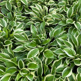 Variegated Hosta