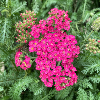 New Vintage Rose Achillea