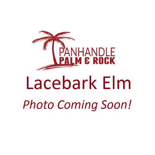 Lacebark Elm