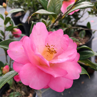Camellia - Shi Shi