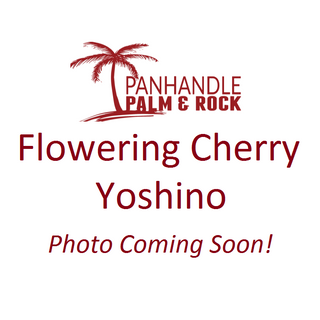 Yoshino Flowering Cherry Tree