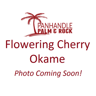 Okame Flowering Cherry Tree