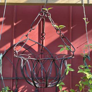 Tulip Hanging Basket