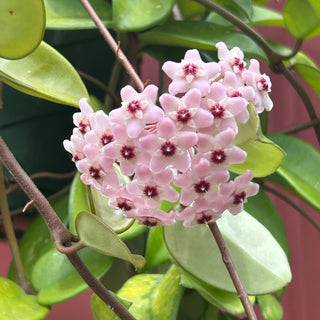Tricolor Hoya Carnosa Exotica