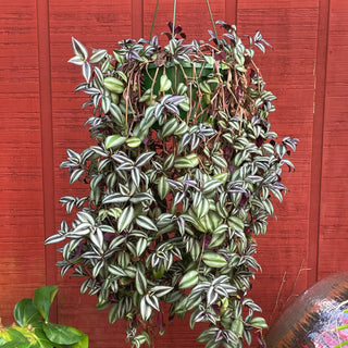 Wandering Jew Tricolor 10" Hanging Basket