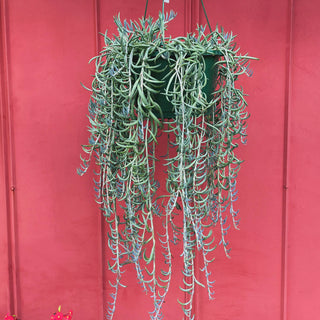 Senecio Fish Hooks (Hanging Basket)