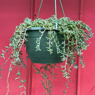 Senecio String of Dolphins (Hanging Basket)