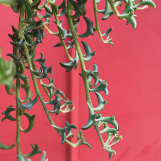 Senecio String of Dolphins (Hanging Basket)