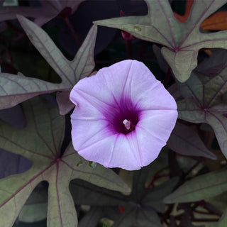 Blackie Sweet Potato Vine