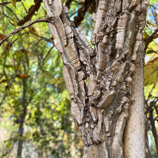 Winged Elm