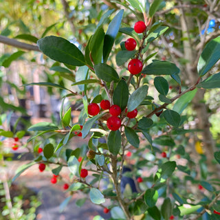 Native Yaupon Holly