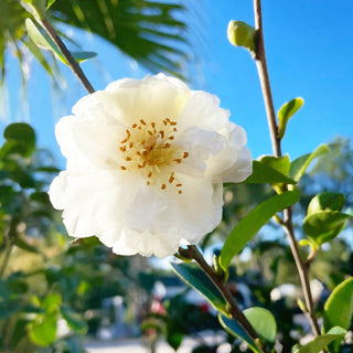 Snow on the Mountain Camellia