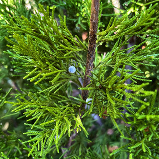 Southern Red Cedar