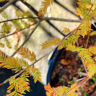 Bald Cypress