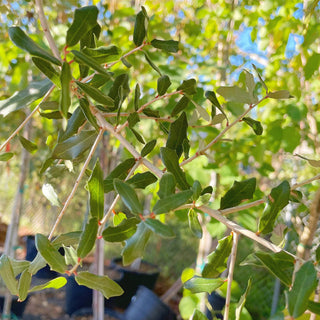 Southern Live Oak