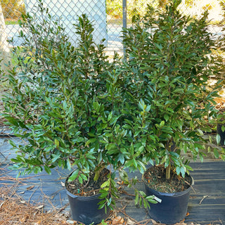 'Bright n' Tight' Cherry Laurel