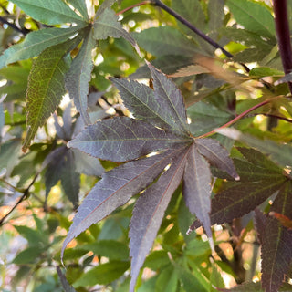 Ezell's Red Japanese Maple