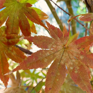 Crimson Prince Japanese Maple