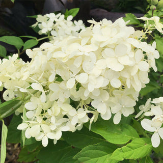 YELLOW TAG SALE! Limelight Hydrangea