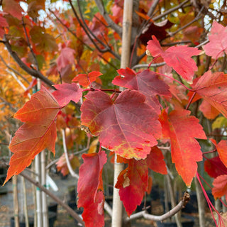 October Glory Red Maple