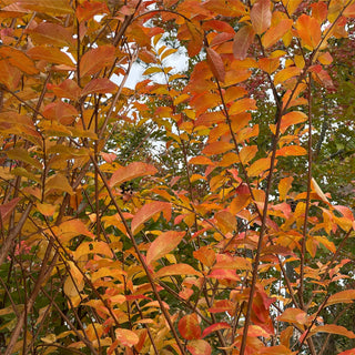 Muskogee Crape Myrtle