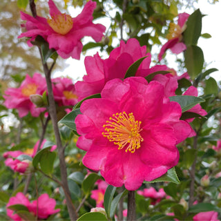 Camellia - Shi Shi