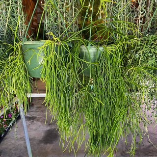 Rhipsalis Mistletoe Cactus