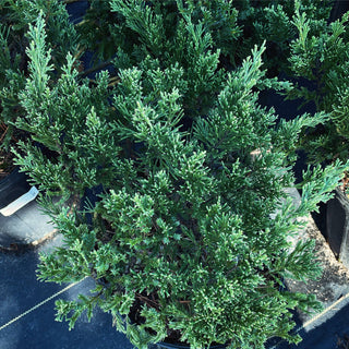 Parsoni Juniper