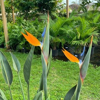 Orange Bird of Paradise