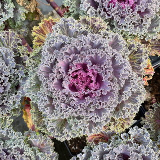 Red Kamome Flowering Kale