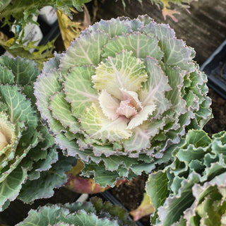 Songbird White Flowering Kale