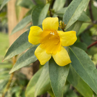 Carolina Jasmine