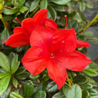 Encore® Bravo Azalea