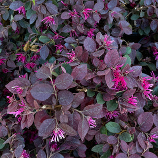 First Edition® Crimson Fire Loropetalum