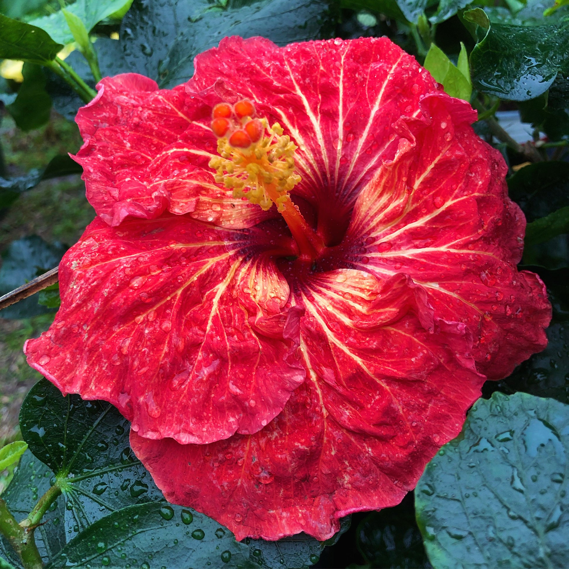 Cajun Hibiscus - Sea of Flames – Panhandle Palm & Rock