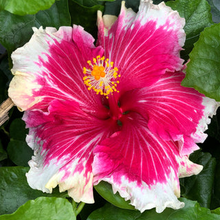 Hibiscus Wild at Heart 10" HB