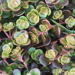 Fulda Glow Sedum