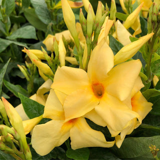 Mandevilla Sunbeam