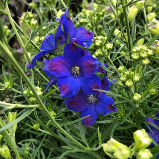 Blue Diamonds Delphinium