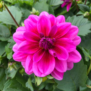 Radiant Pink Dahlia